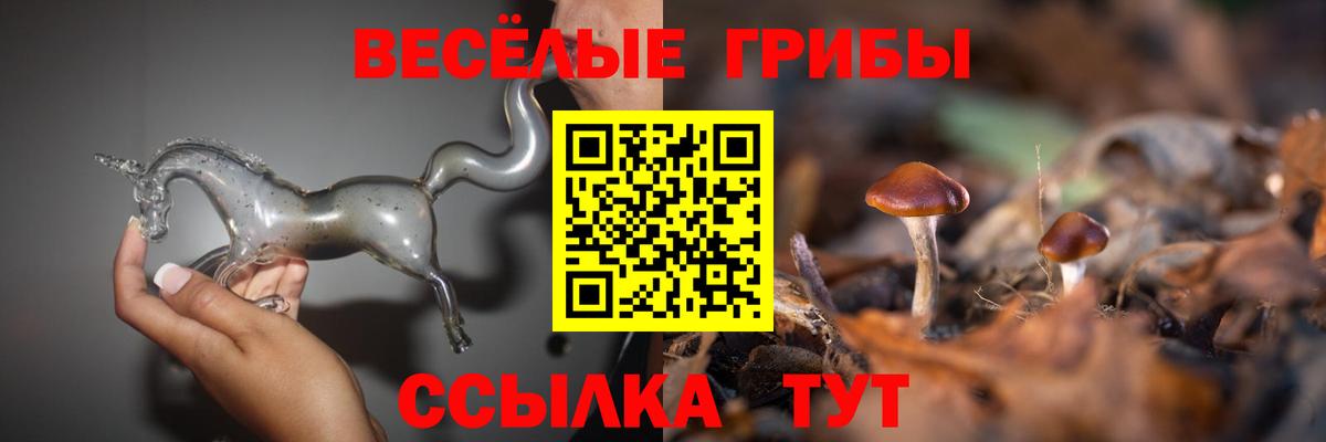 Галлюциногенные грибы Psilocybe Узловая
